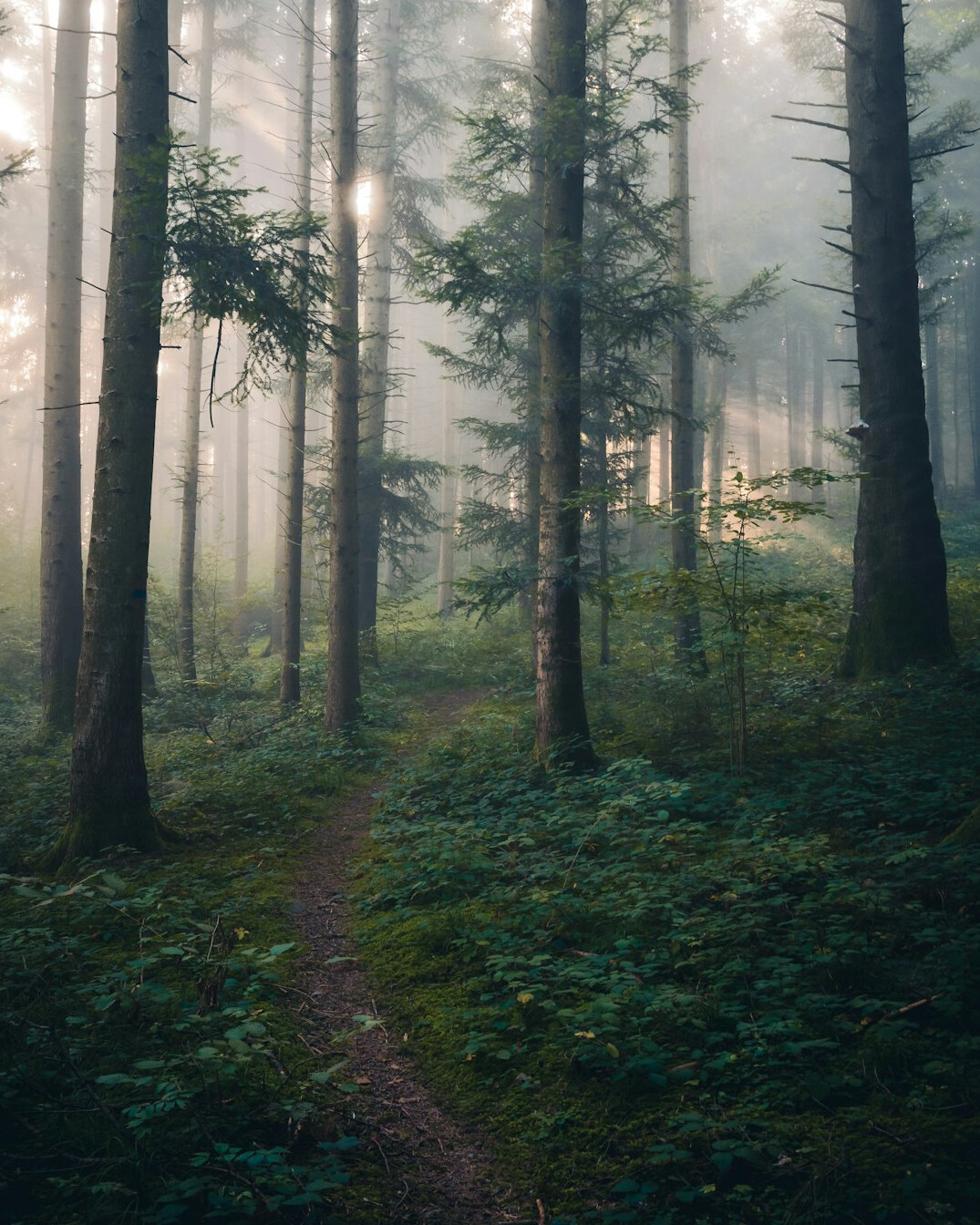 Misty forest path in soft morning light
